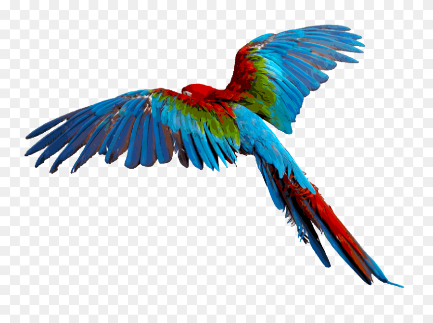 Colorful Flying Birds Png Clipart