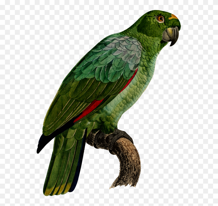 Transparent Parakeet Clip Art - Imágenes De Loro Guacamayo - Png Download