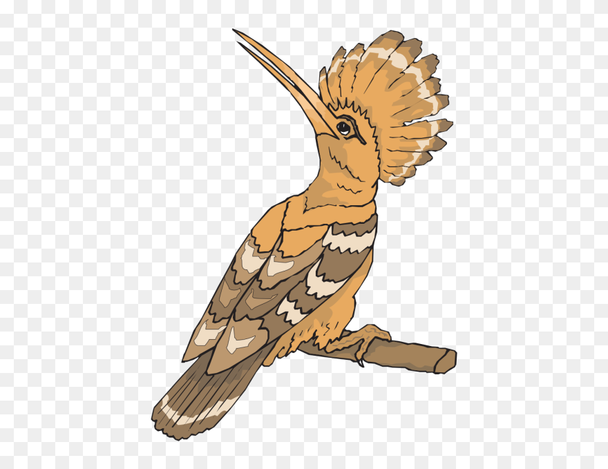 Perched Hoopoe Looking Back Png Images - Hud Hud Bird Drawing Clipart