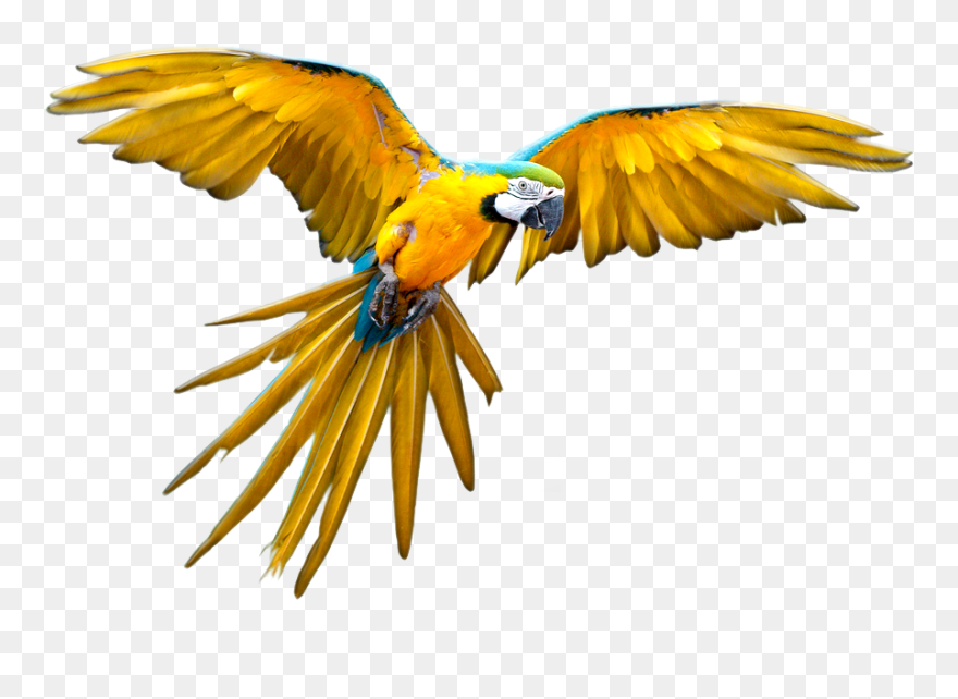 Flying Scarlet Macaw Drawing Clipart
