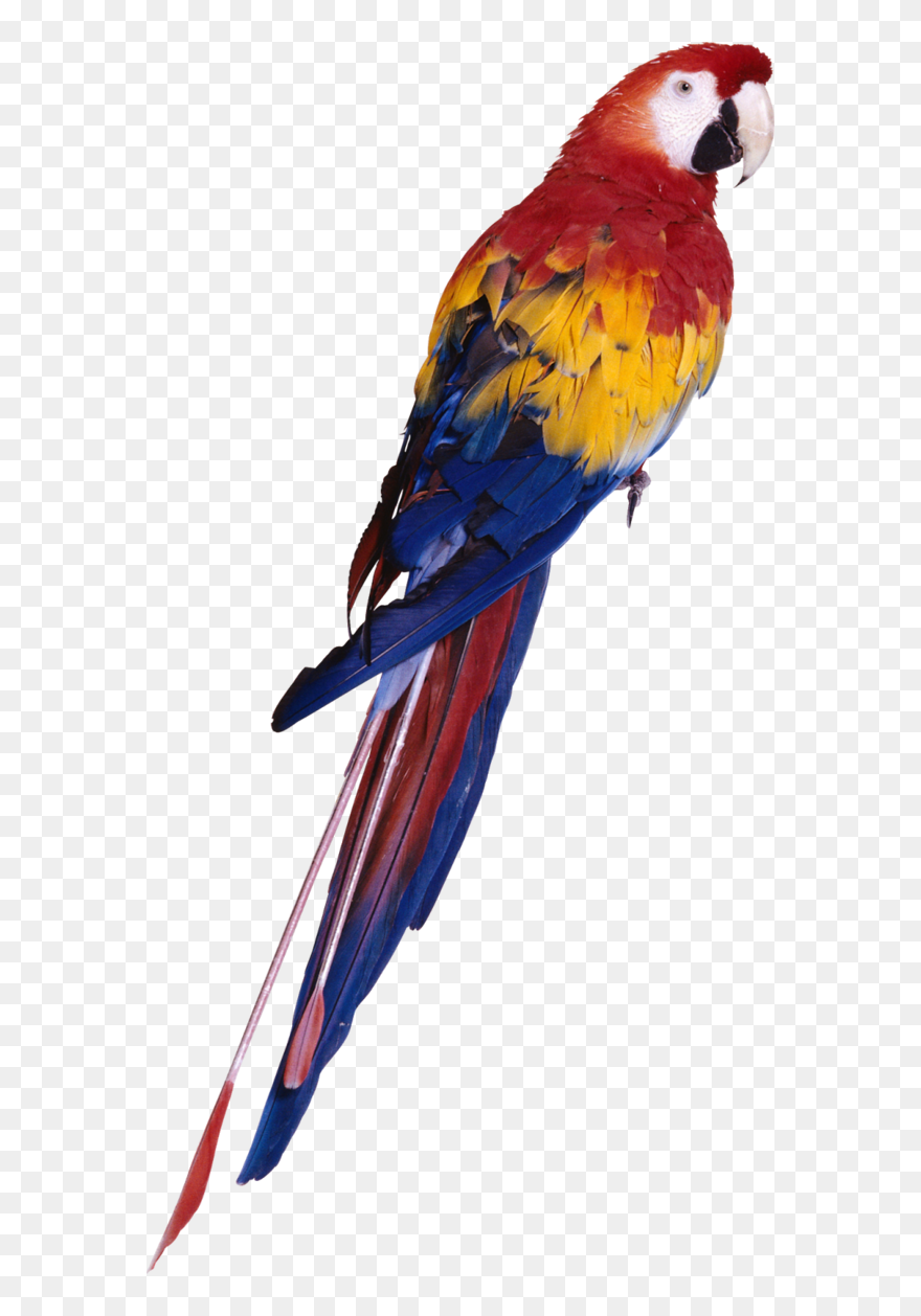 Bird Bird Macaw Parrot Clipart - Parrot Png Full Hd Transparent Png