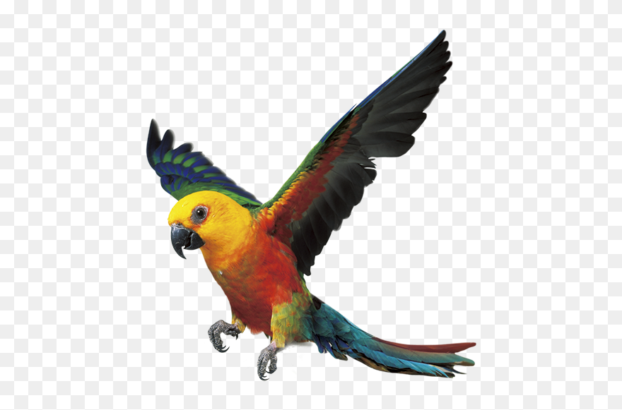 Parrot Bird Fly Png Clipart