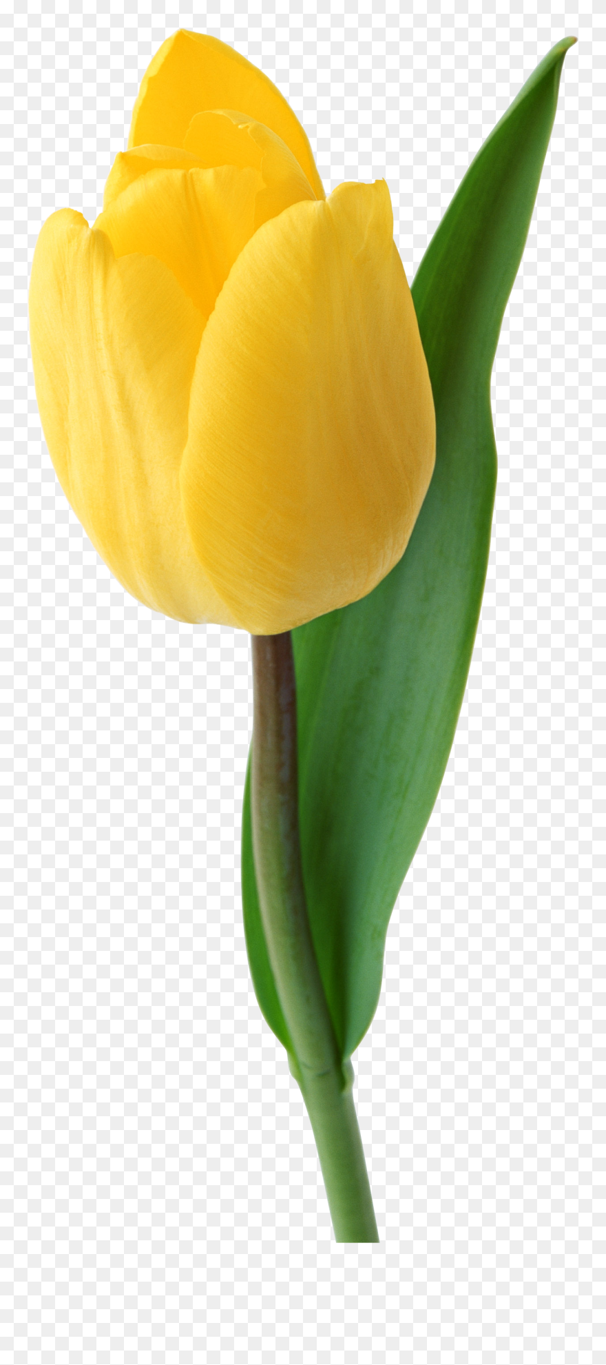 Tulip Transparent Clipart