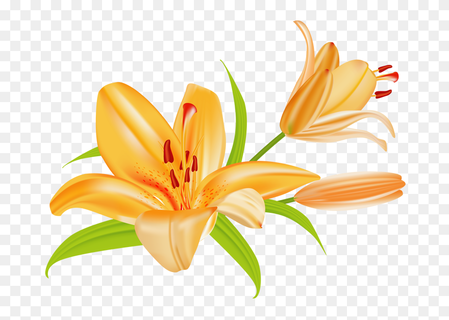 Transparent Window Clip Art - Flowers Clip Art Lily - Png Download