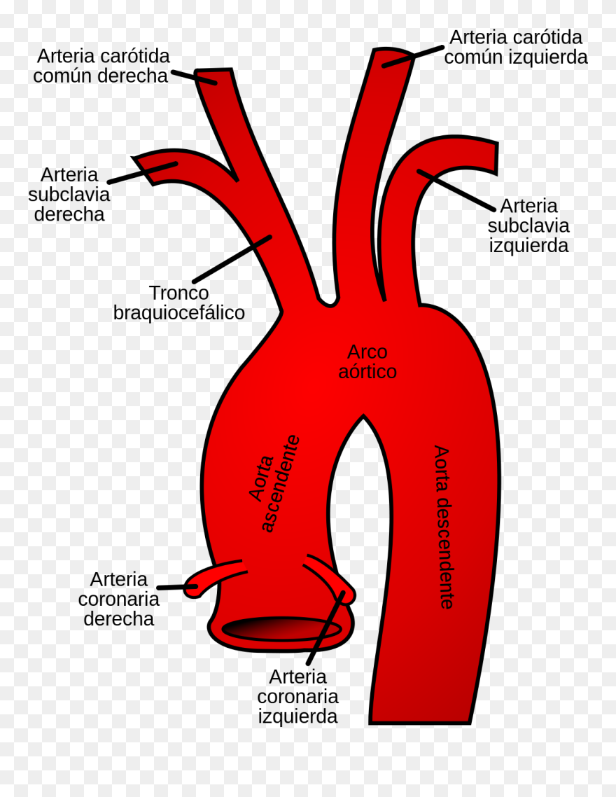 Transparent Ramas Png - Aortic Arch Clipart