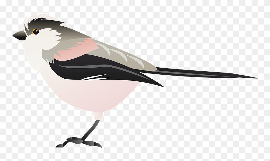 Long Tailed Tit Bird Clipart - Rose Breasted Grosbeak - Png Download