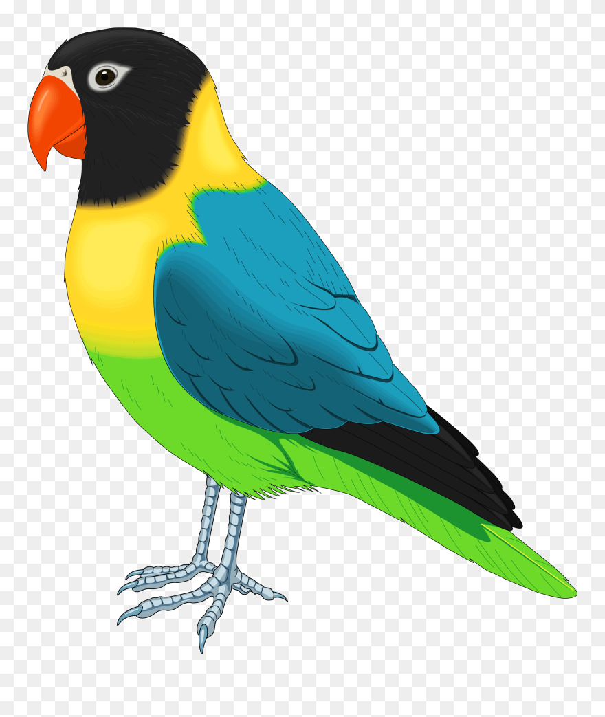 Bird Png Clipart - Pet Bird Clipart Transparent Png