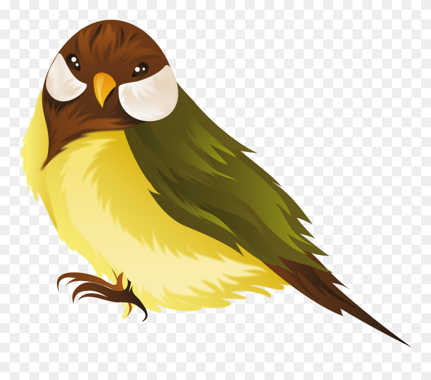Bird Clipart Cartoon Png Transparent Png