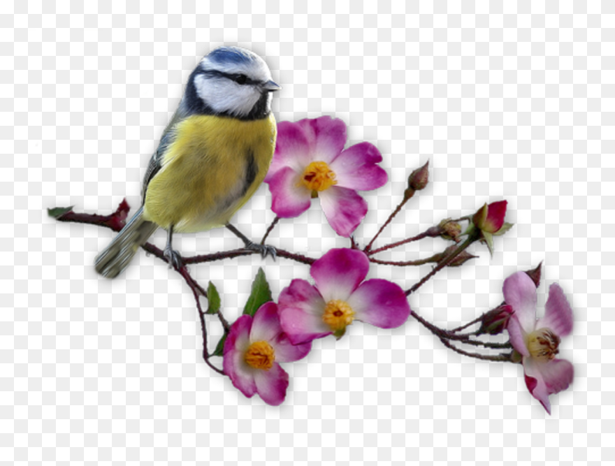 C Est Le Printemps Oiseaux Clipart