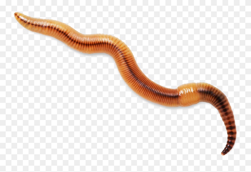 Worm Clipart Realistic - Worm Transparent Background - Png Download