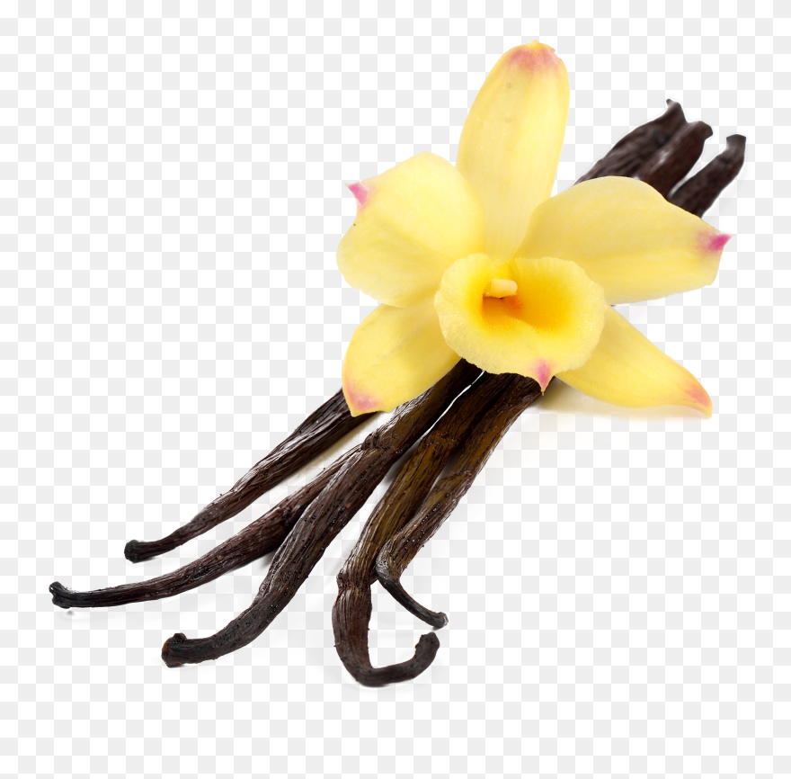 Flavor Extract Stock Photography - Transparent Vanilla Flower Png Clipart