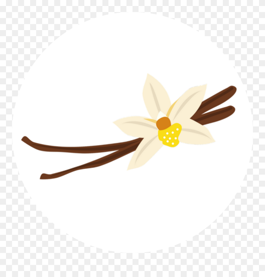 Vanilla Clipart