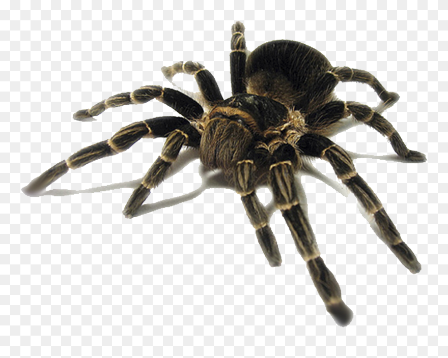 Cat Spider Insect Pest Tarantula - Tarantula Spider Png Clipart
