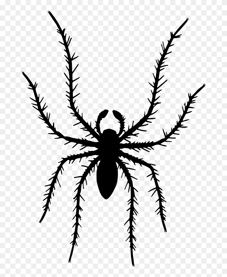 Tarantula,araneus,spider - Spider Clipart
