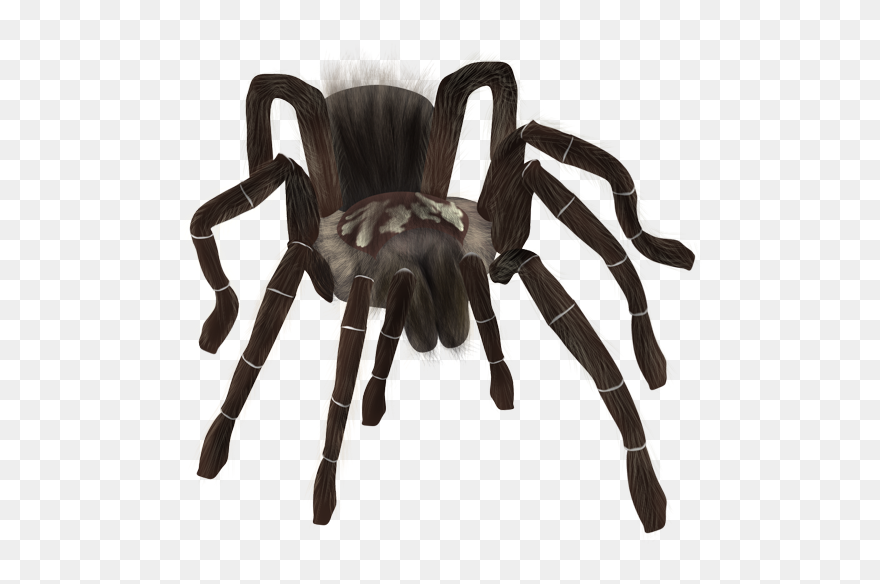 Spider Png Download - Tarantula Png Clipart