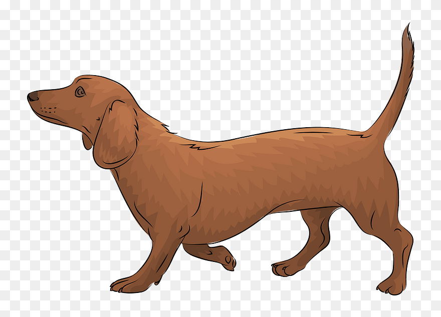 Dachshund Clipart - Dachshund - Png Download