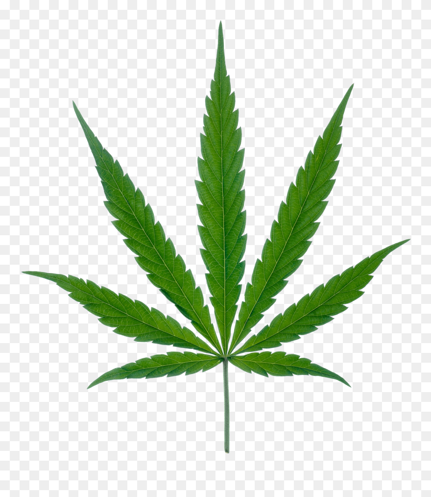 Cannabis Leaf Png Marijuana - Cannabis Leaf Clipart