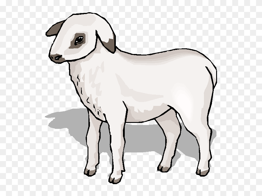 Sheep - Arabic Alphabet Clipart