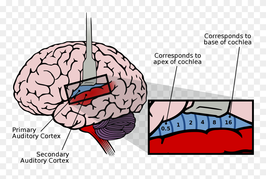 Auditory Cortex Frequency Map Clipart