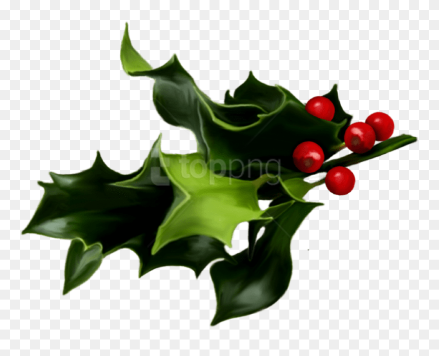 Mistletoe Png Transparent - Png Mistletoe Clipart