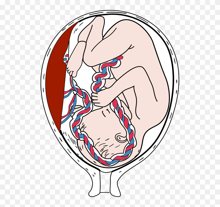 Emotion,art,human - Placenta Png Clipart