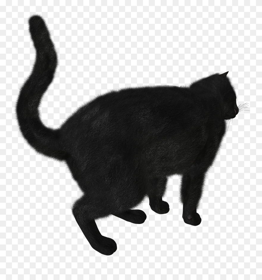 Black Cat Kitten - Black Cats Png Transparent Background Clipart