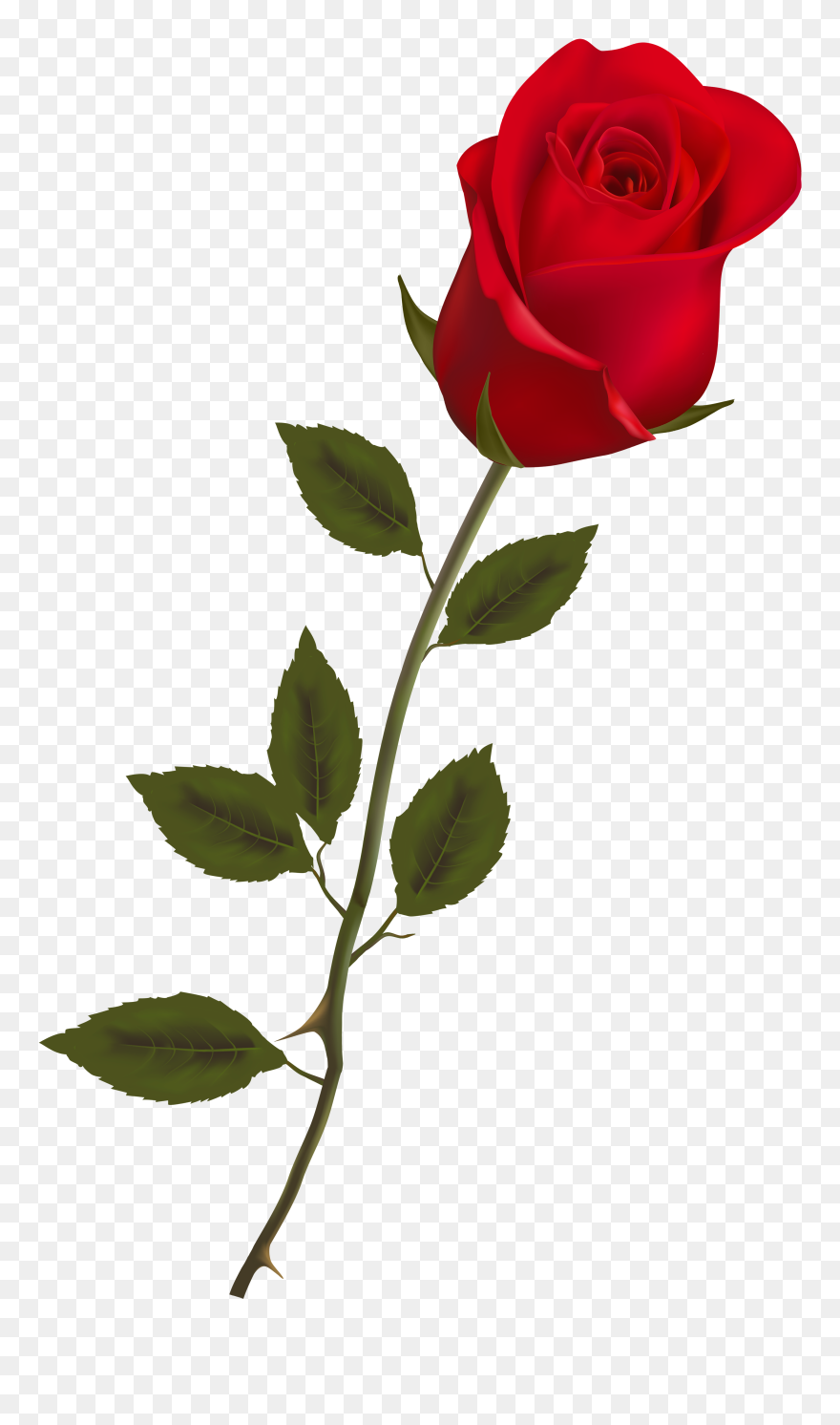 Rose Clipart Long Stem - Single Long Stem Red Rose - Png Download