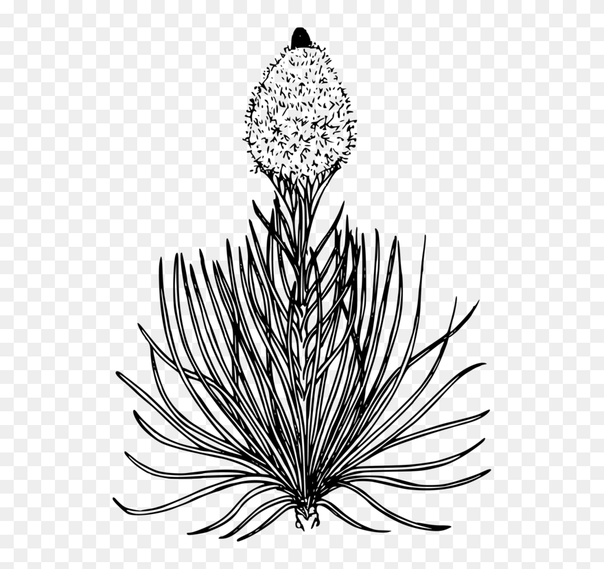 The Oregon Trail Coloring Book Colouring Pages Drawing - Bear Grass Flower Drawing Clipart