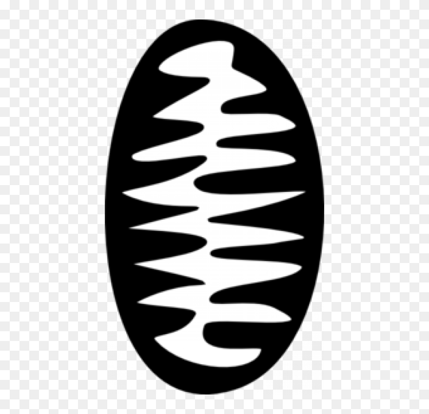 Mitochondria Clipart Black And White Banner Library - Mitochondria Clip Art - Png Download
