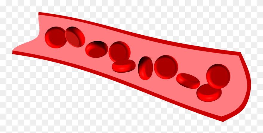 Erythrocytes On The Move - Circle Clipart