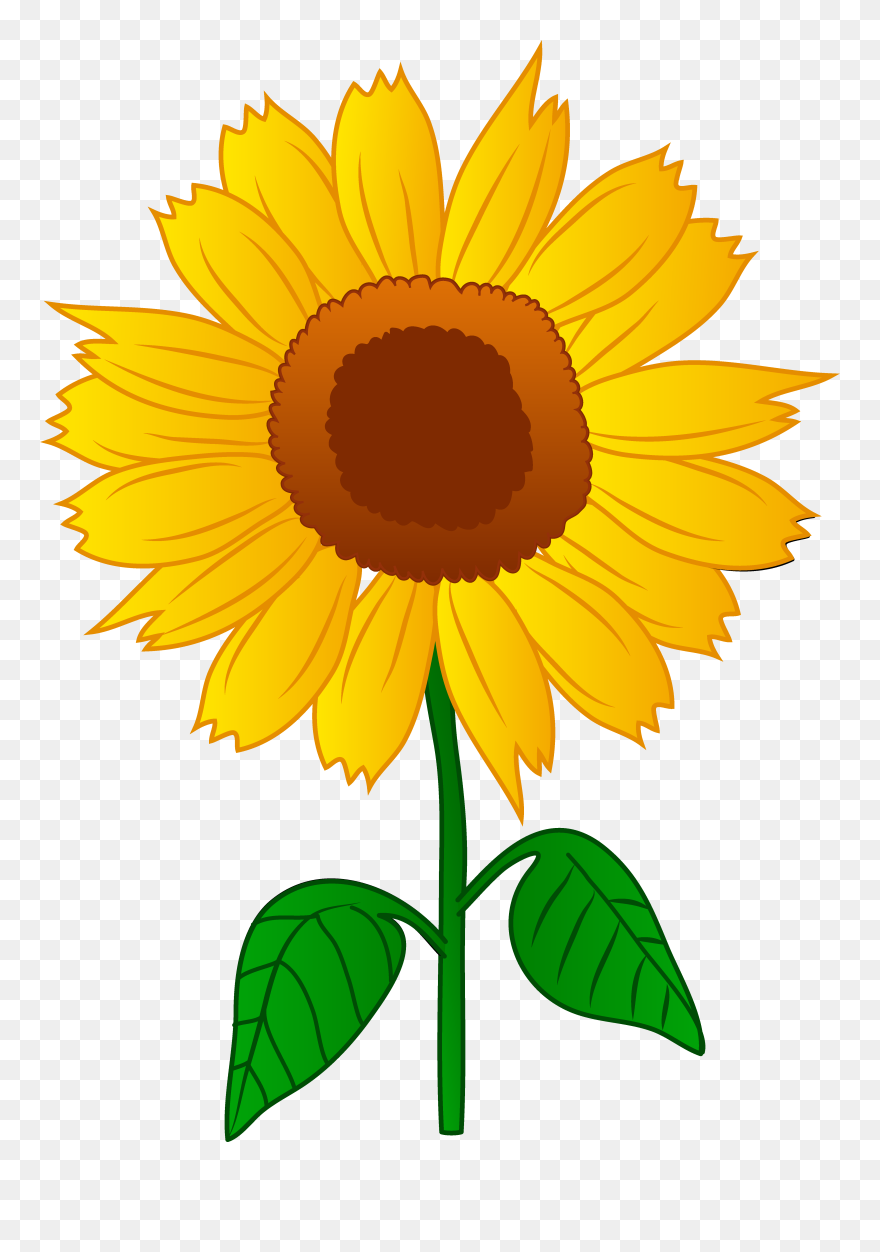 Clip Art Of Sunflower - Png Download