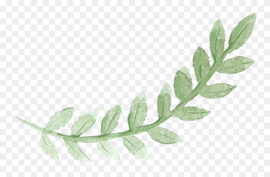 Sydney Leaves Watercolor Green Pancake Brunch Painting - Greenery Leaf Watercolor Clipart - Png Download