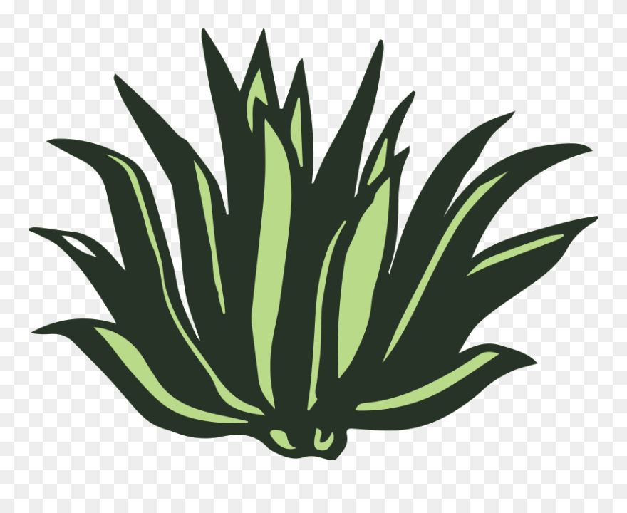 Agave Clipart (#5349341) - PinClipart