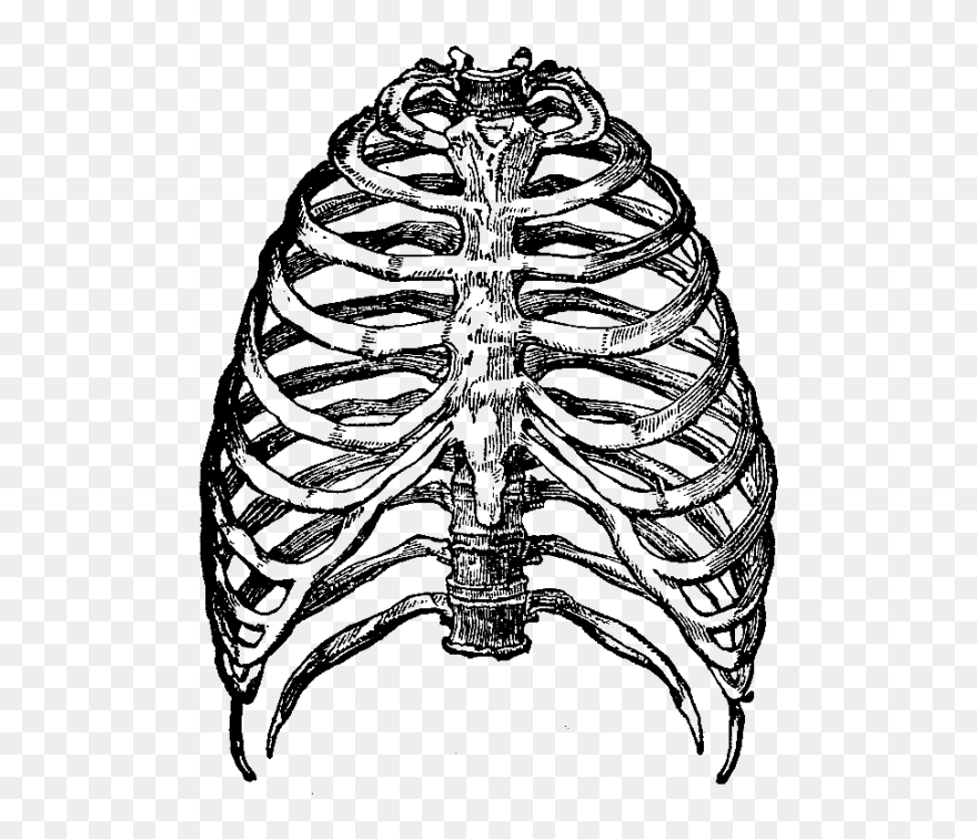Rib Cage Transparent Background Clipart