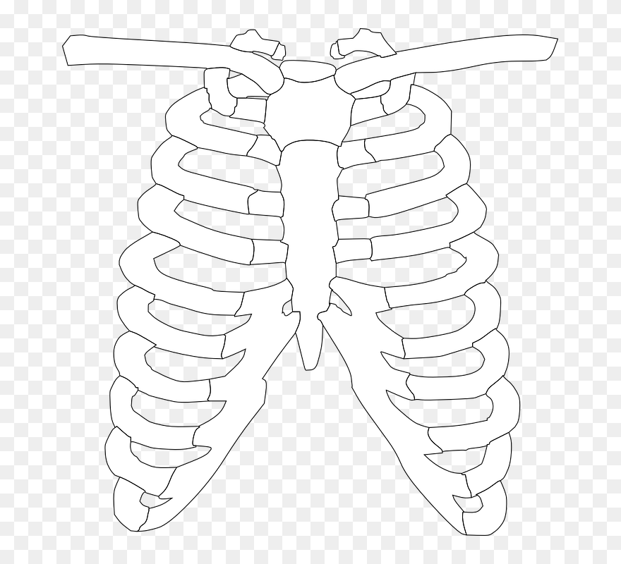 Rib Cage Ribs - Clipart Of X Ray - Png Download