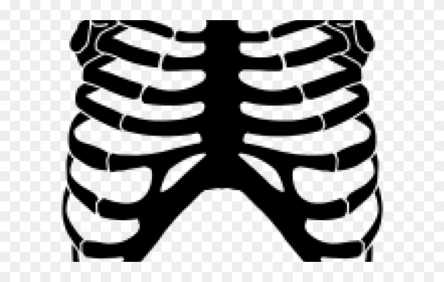 Rib Cage Png Transparent Images - Skeleton Rib Cage Clipart