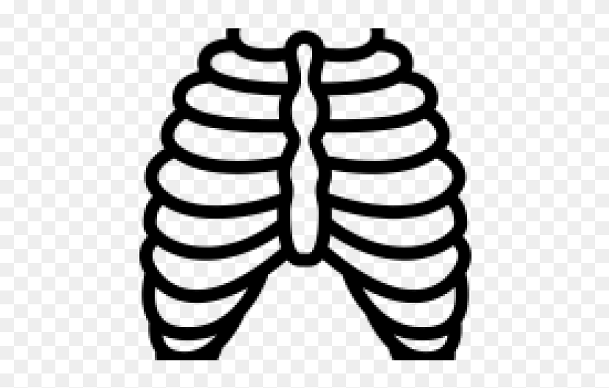 Rib Cage Png Transparent Images - Xray Clipart Black And White