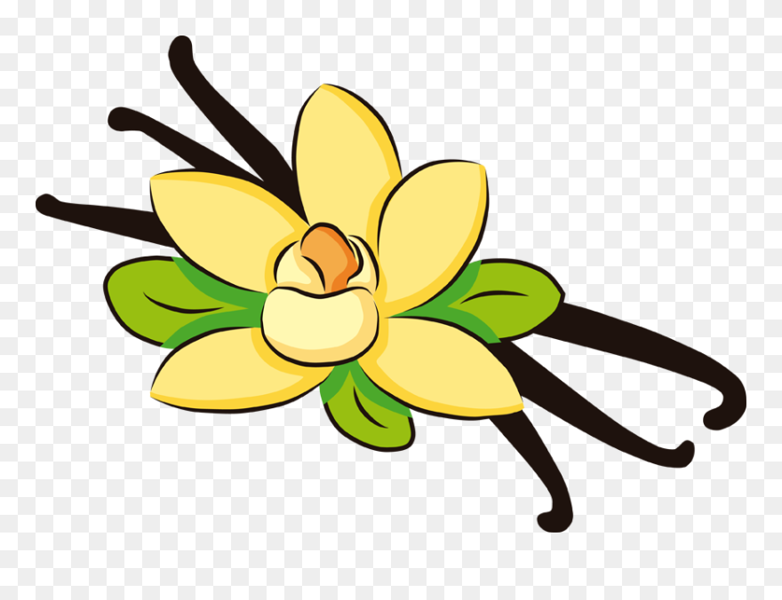 Vanilla Flower Clipart Banner Royalty Free Download - Vanilla Clipart Transparent Background - Png Download