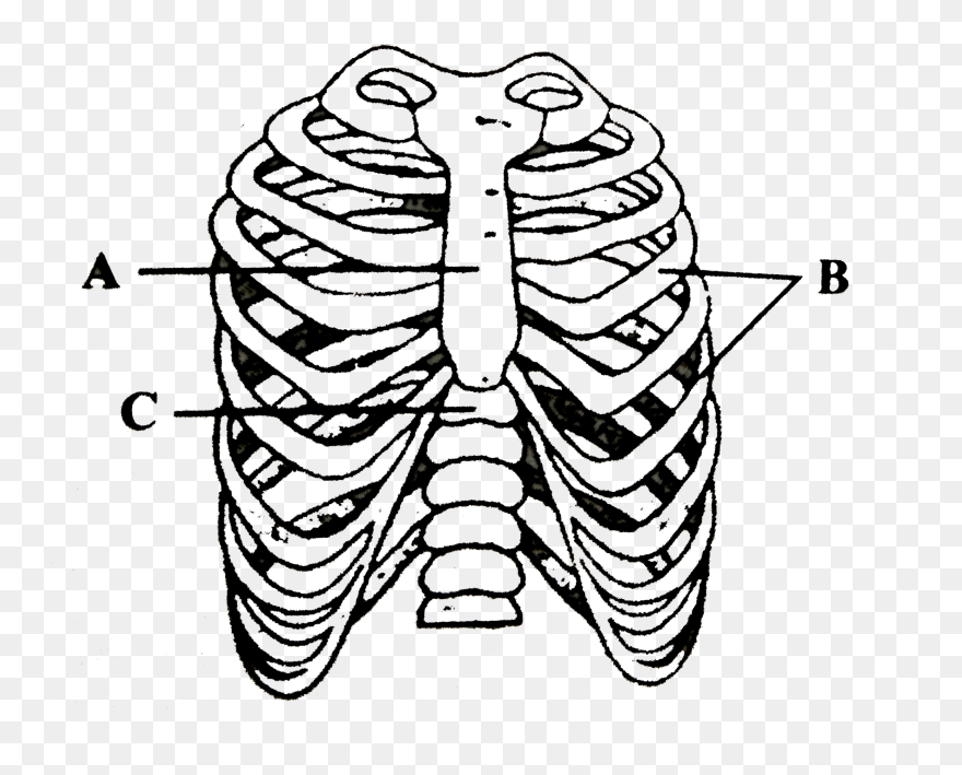 Illustration Clipart