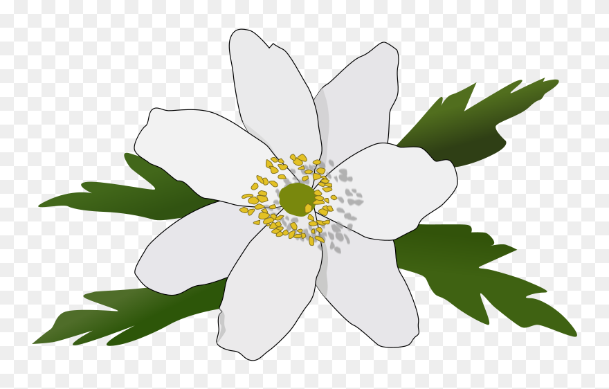 Anemone Nemorosa - Anemoner Clipart - Png Download