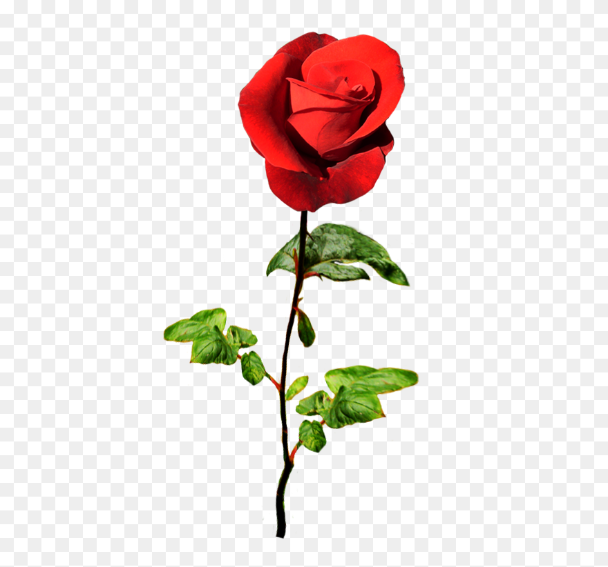 Red Rose For A Valentine Greeting - Valentine Flower Png Clipart