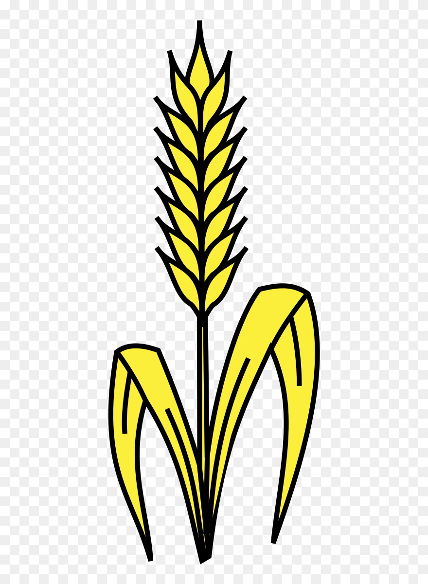 Wheat Stalk Clipart - Comment Dessiner Du Blé - Png Download