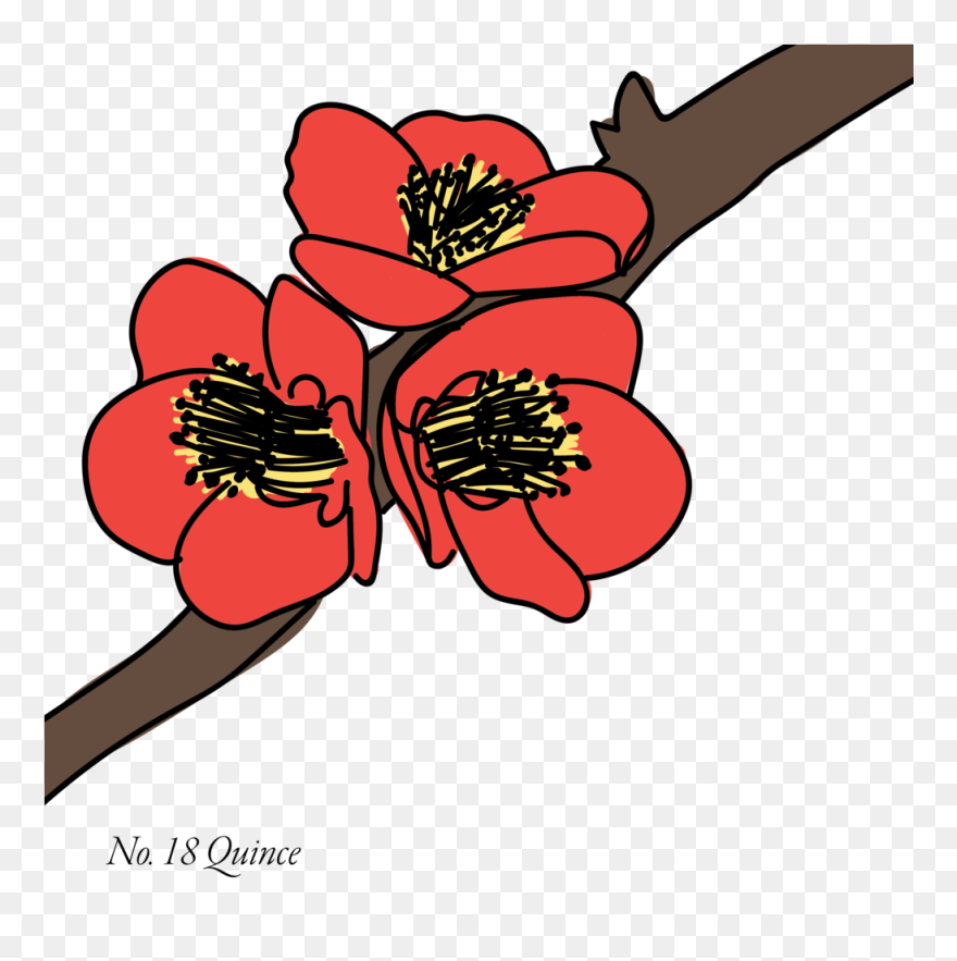 Quince-18 Clipart