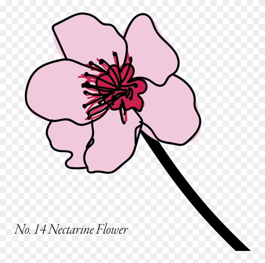 Nectarine-14 Clipart