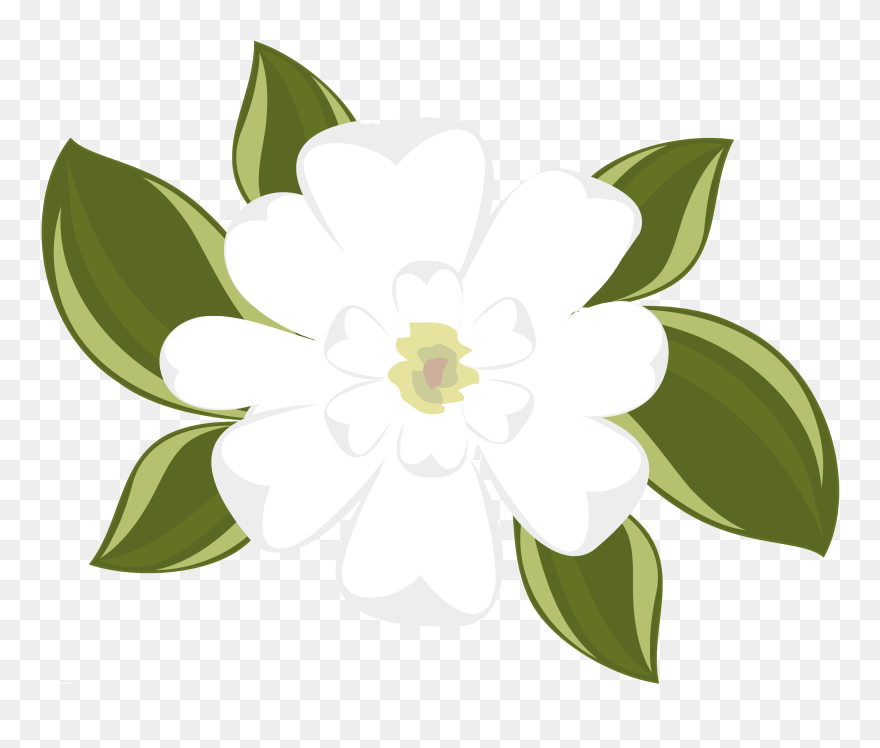 Magnolia Clipart No Background - Magnolia Flower Clipart - Png Download
