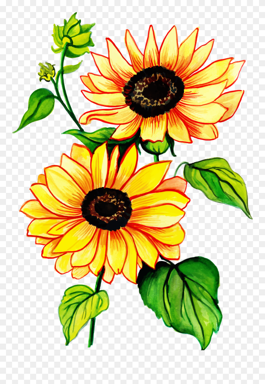 Sunflower Clipart