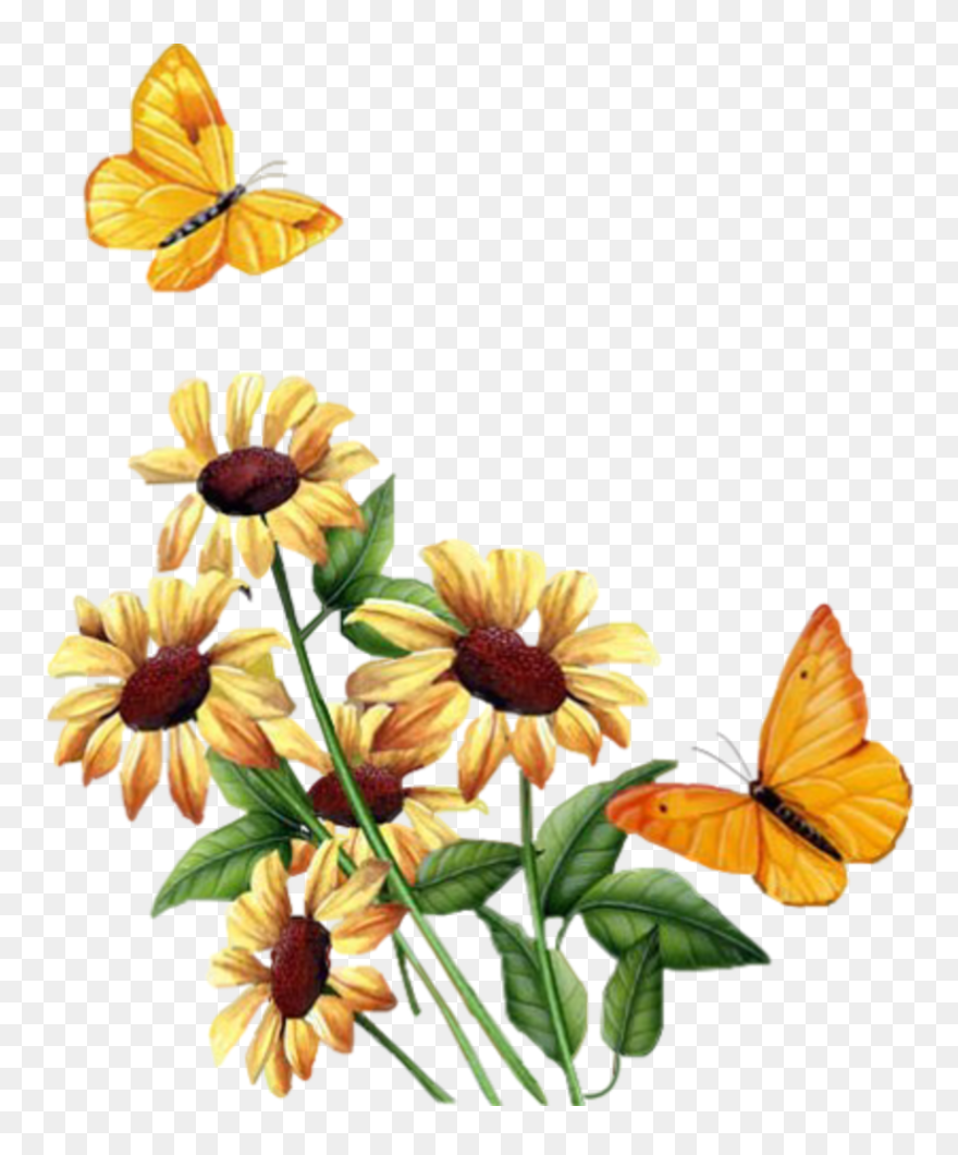 Gif Animation Butterfly Gif Png Clipart