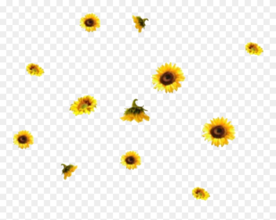 #flower #flowers #sunflowers #yellow #yellowtheme #yellowaesthetic - Overlay Aesthetic Transparent Background Clipart