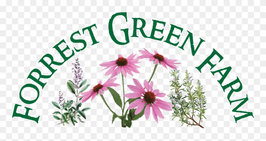 Black-eyed Susan Clipart