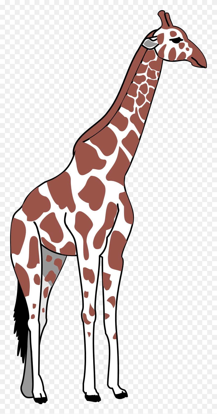 Tall Clipart Tall Animal - Tall Clipart Png Transparent Png